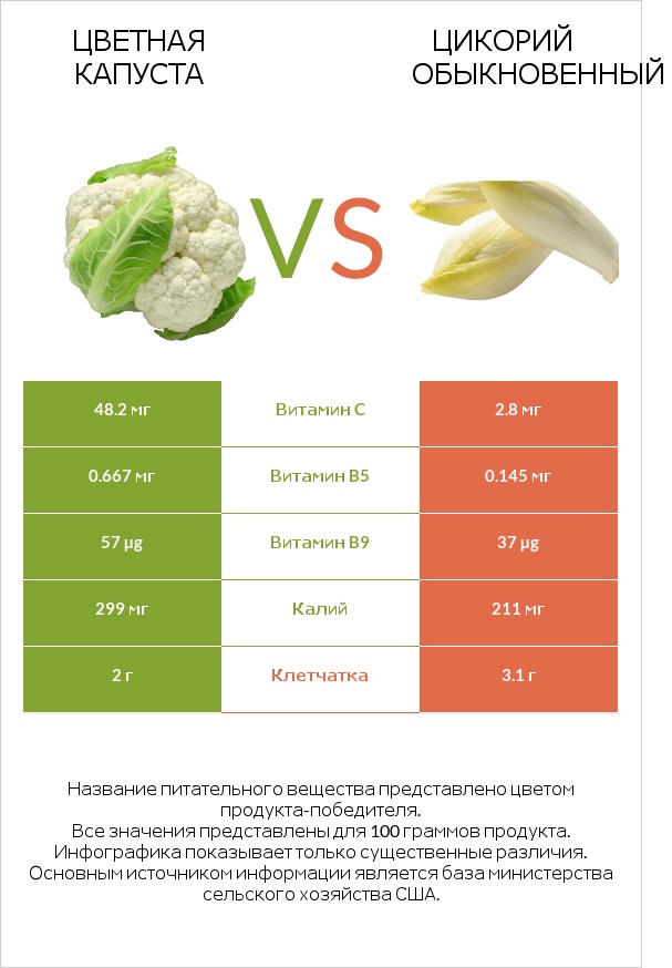 Цветная капуста vs Цикорий обыкновенный infographic