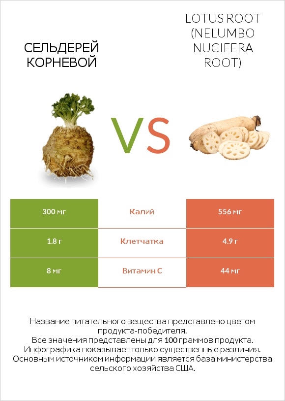 Сельдерей корневой vs Lotus root infographic
