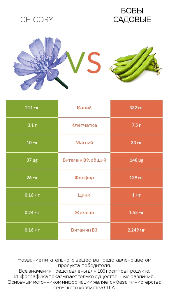 Chicory vs Бобы садовые infographic
