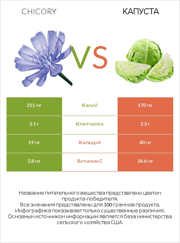 Chicory vs Капуста infographic