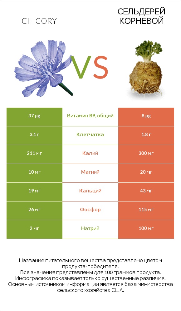 Цикорий обыкновенный vs Сельдерей корневой infographic