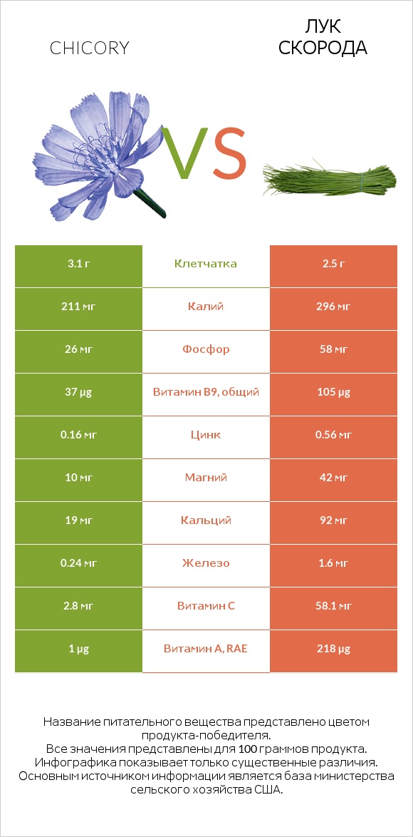 Chicory vs Лук скорода infographic