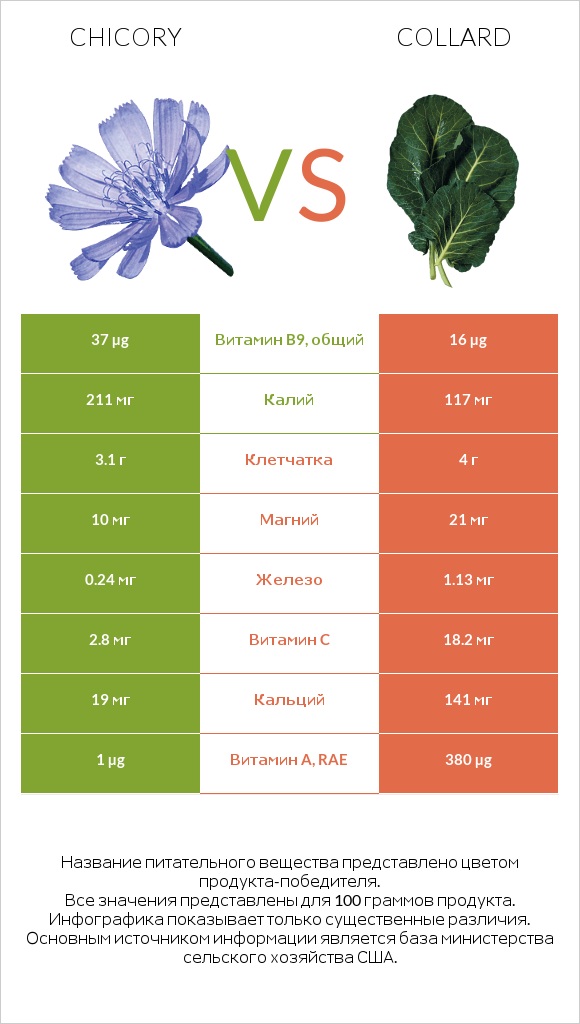 Chicory vs Collard infographic