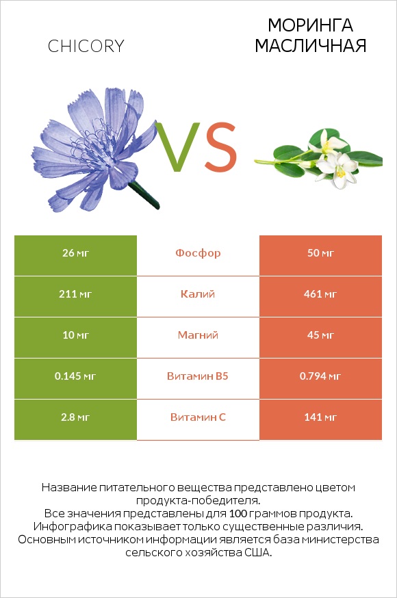 Chicory vs Моринга масличная infographic