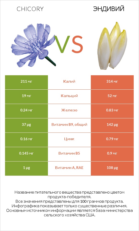 Chicory vs Эндивий infographic