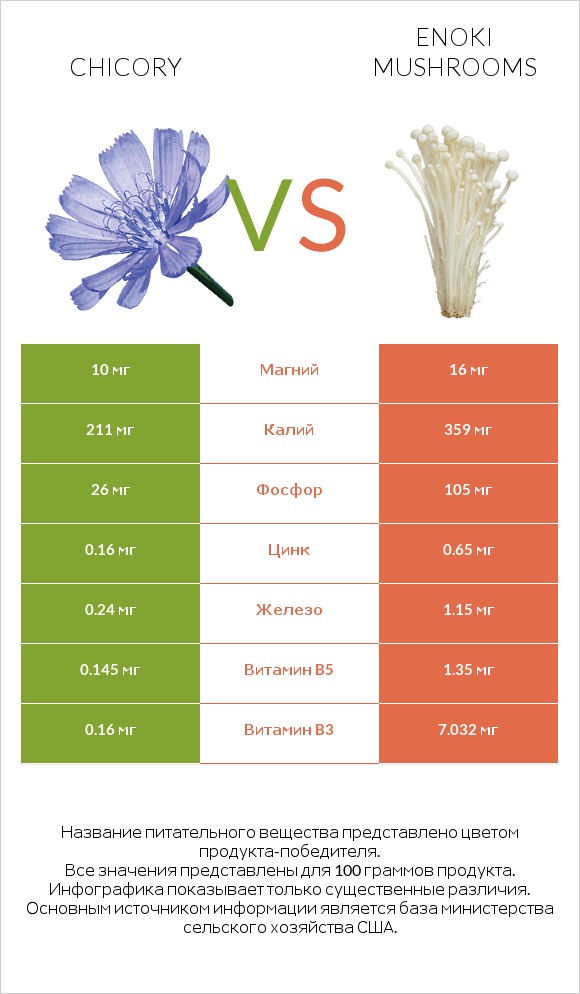 Chicory vs Enoki mushrooms infographic