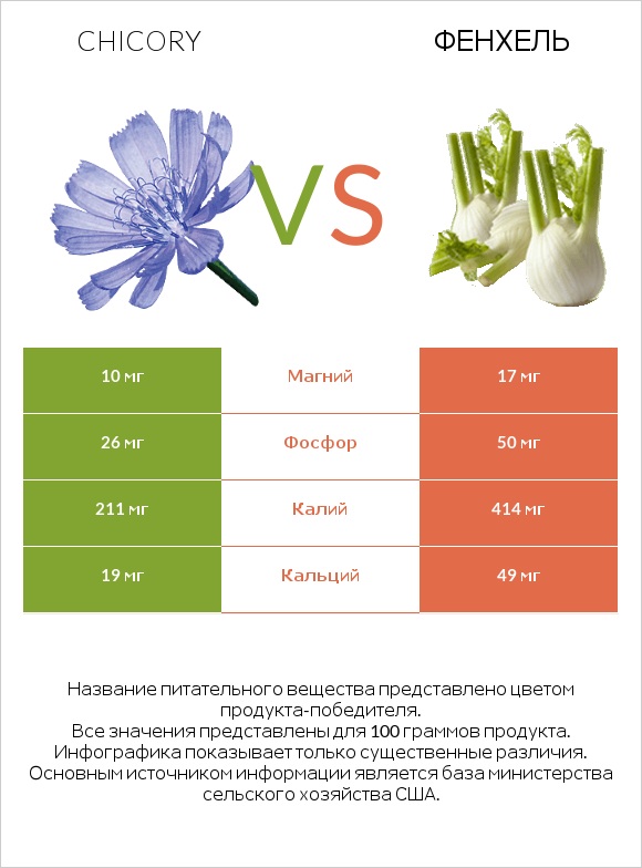 Chicory vs Фенхель infographic