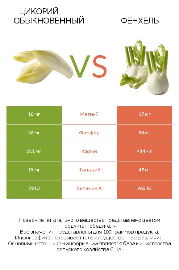 Chicory vs Фенхель infographic