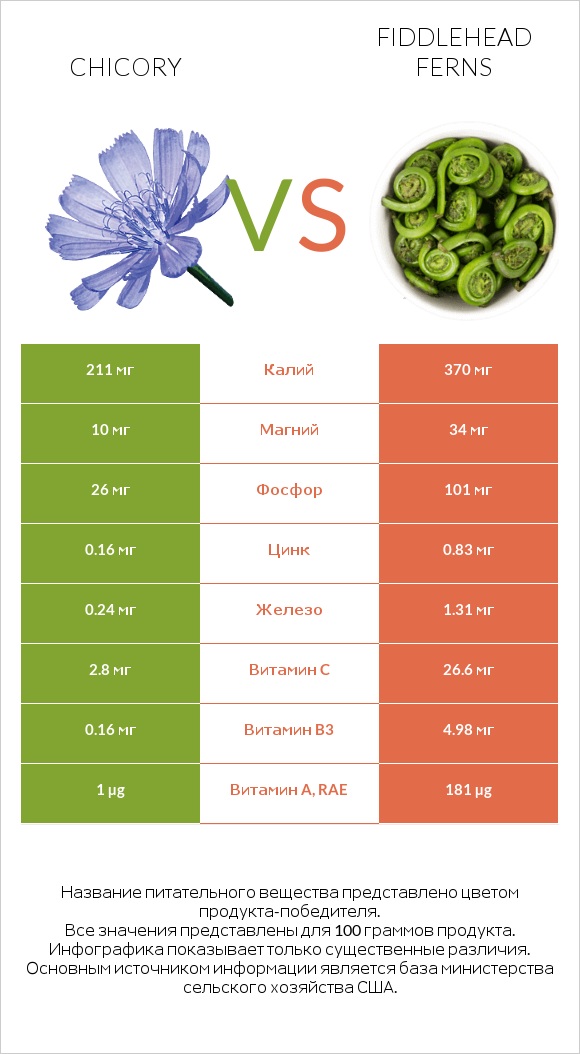Chicory vs Fiddlehead ferns infographic