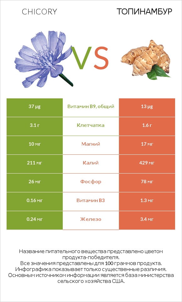 Chicory vs Топинамбур infographic
