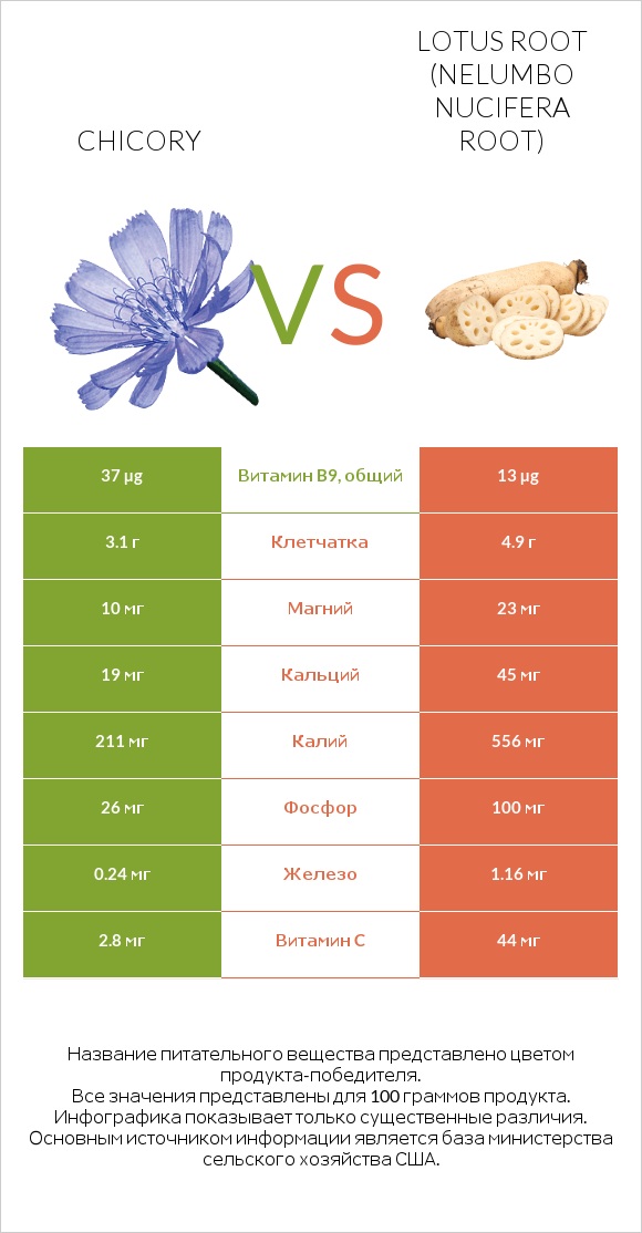 Chicory vs Lotus root infographic