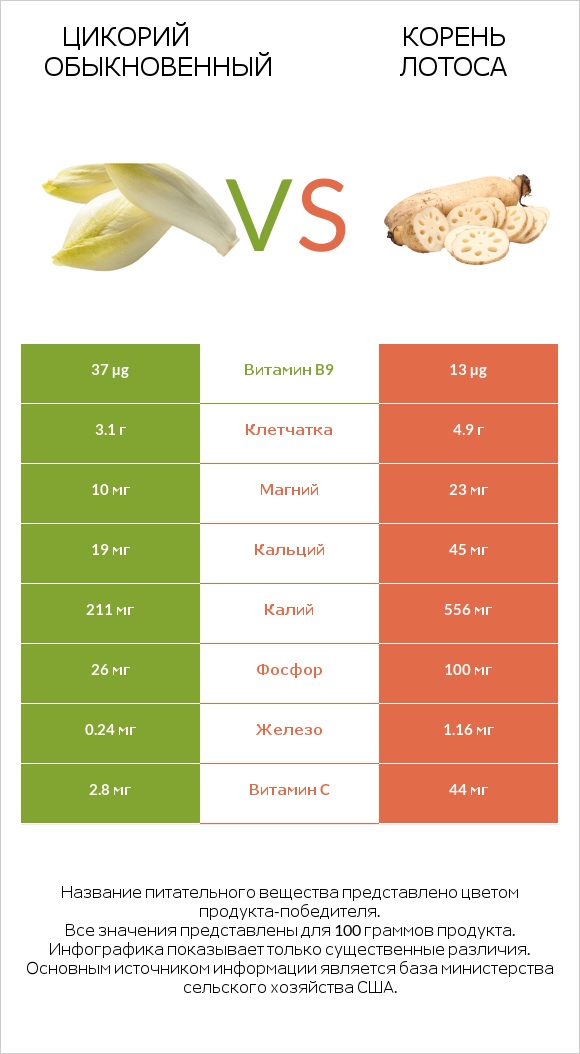 Цикорий обыкновенный vs Корень лотоса infographic