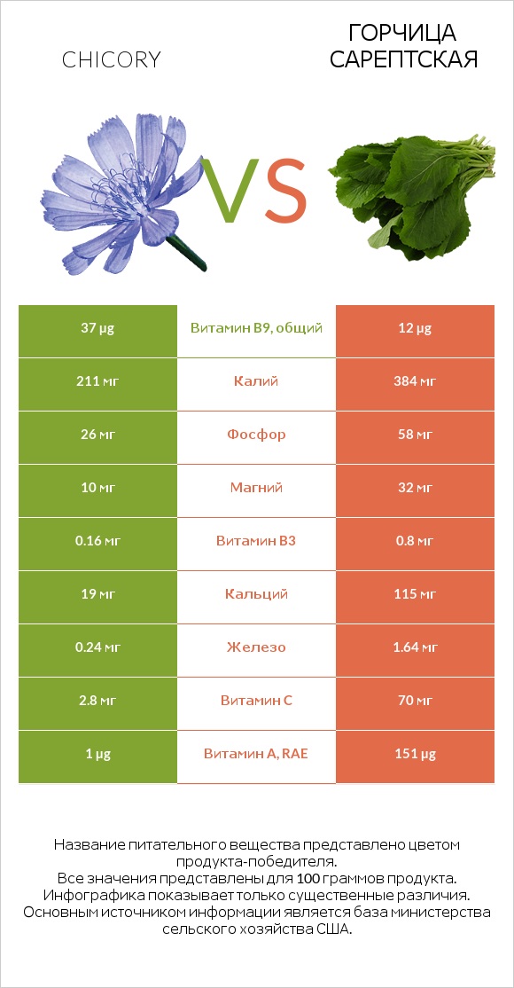 Chicory vs Горчица сарептская infographic