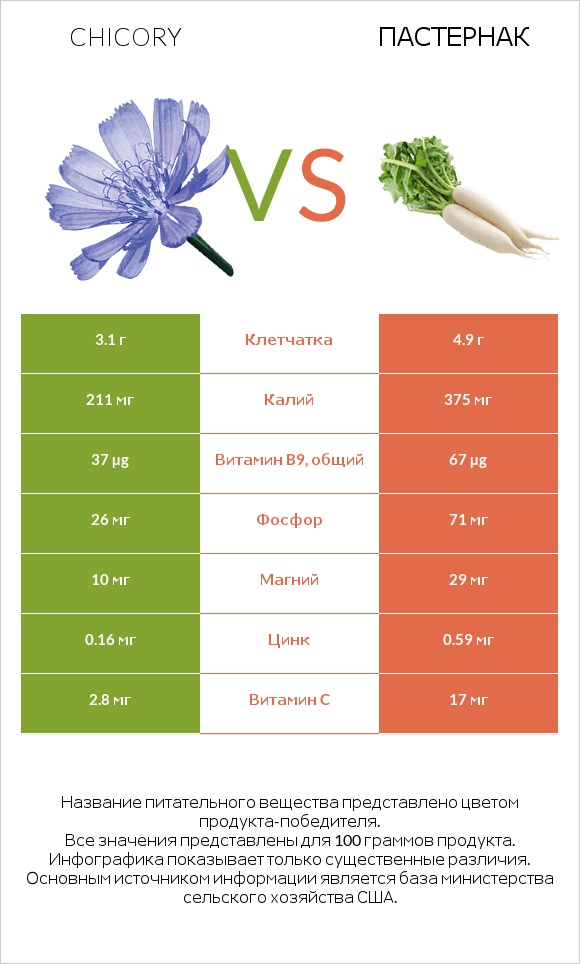 Chicory vs Пастернак infographic
