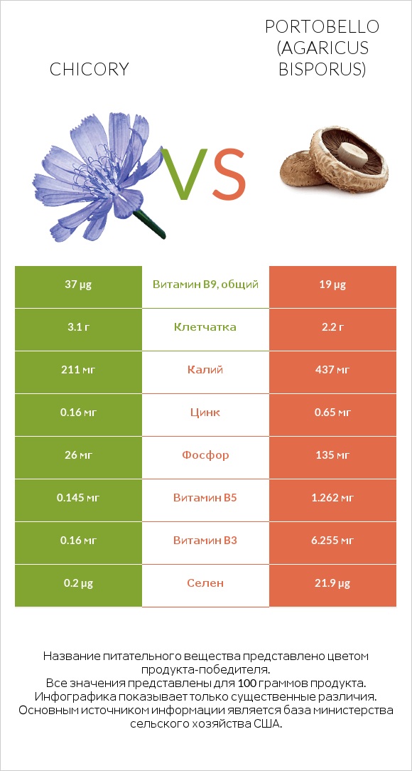 Chicory vs Portobello infographic