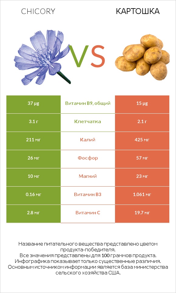 Chicory vs Картошка infographic