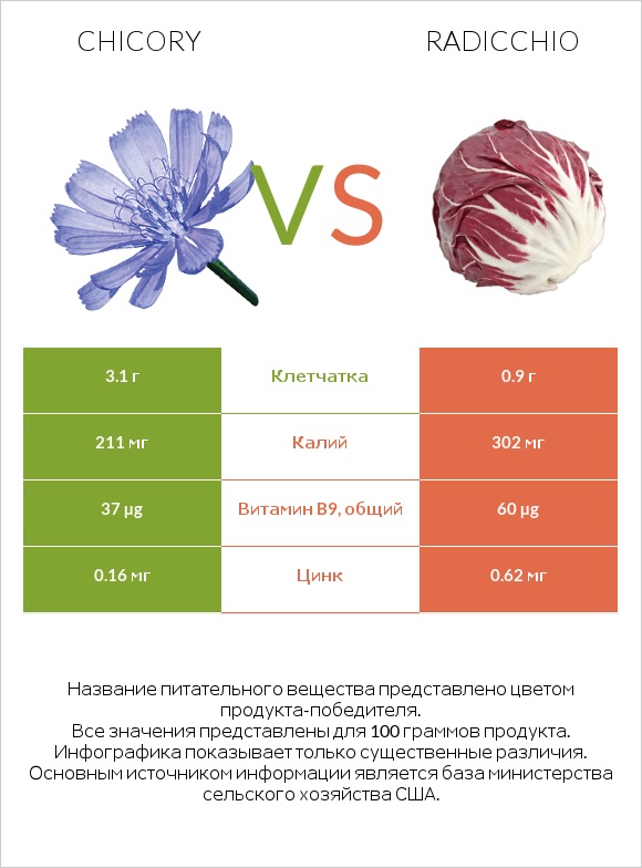 Chicory vs Radicchio infographic