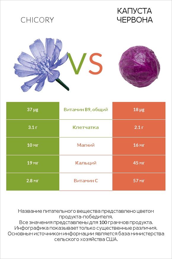 Chicory vs Капуста червона infographic