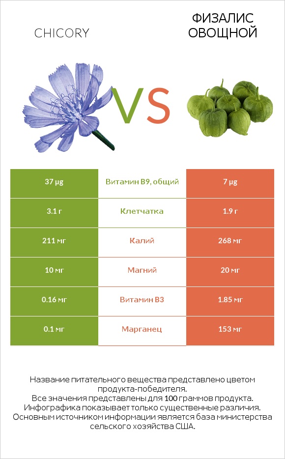 Chicory vs Физалис овощной infographic
