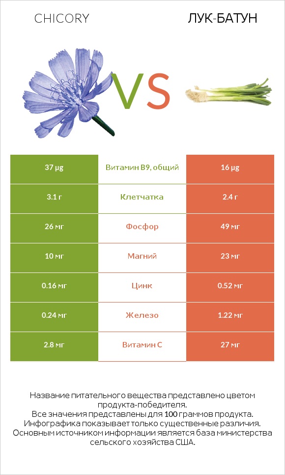 Chicory vs Лук-батун infographic