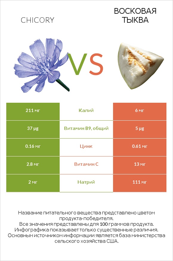 Chicory vs Восковая тыква infographic