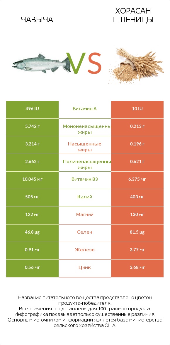 Чавыча vs Хорасан пшеницы infographic