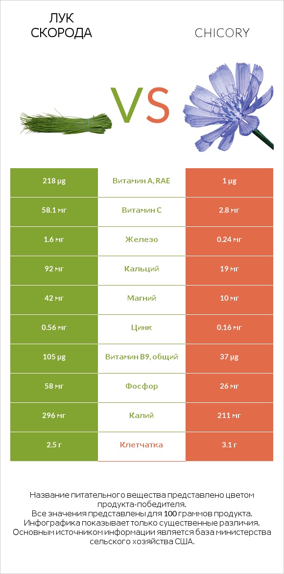 Лук скорода vs Chicory infographic