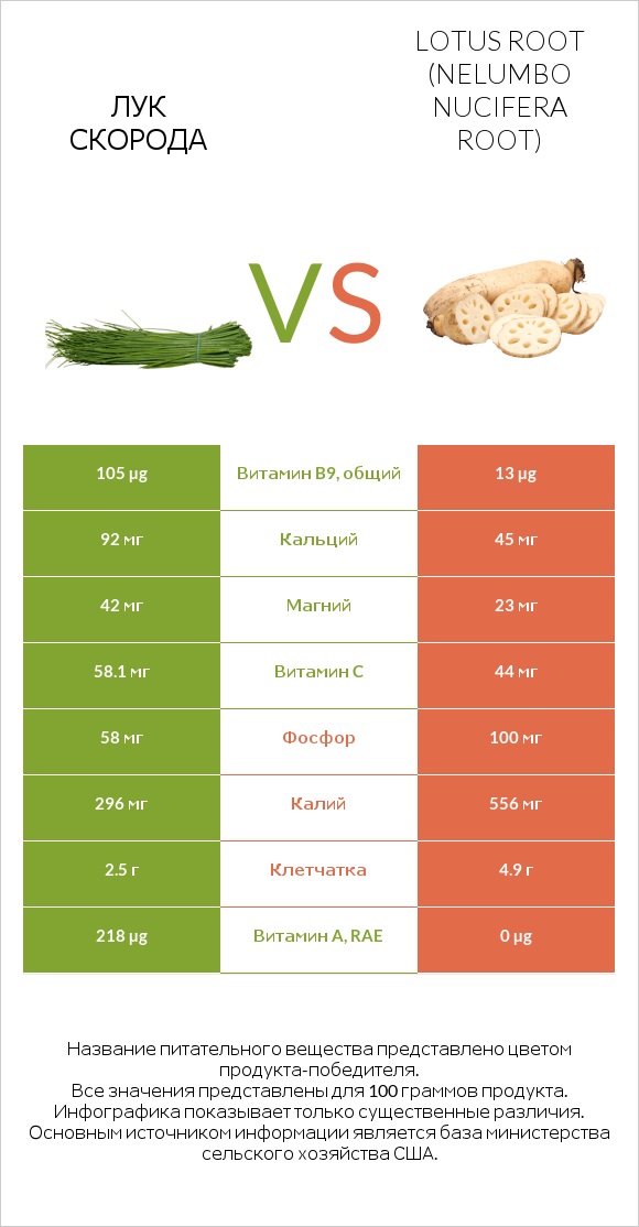Лук скорода vs Lotus root infographic