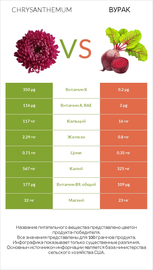 Chrysanthemum vs Вурак infographic