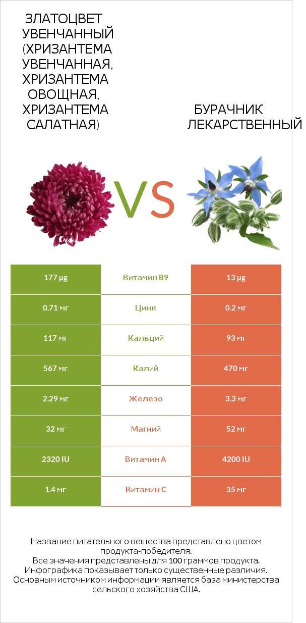 Chrysanthemum vs Borage infographic