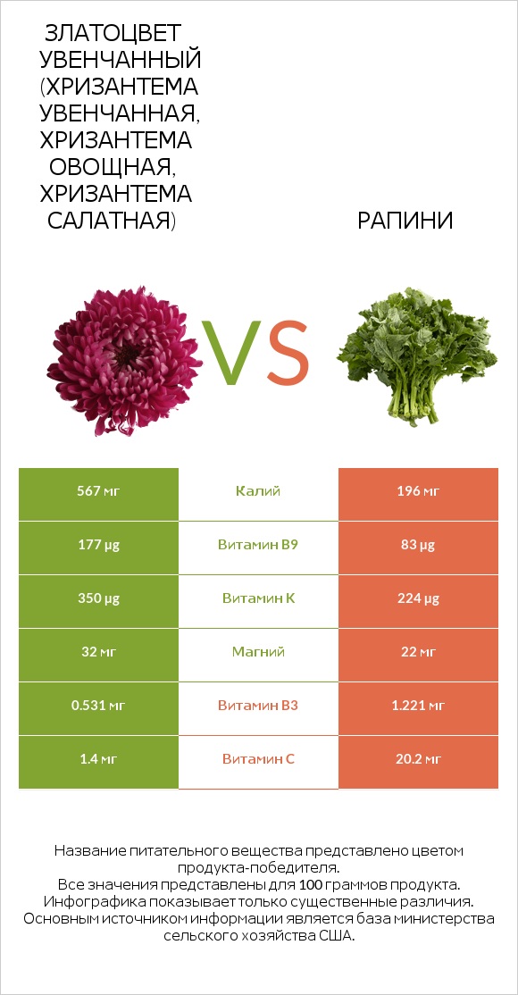 Chrysanthemum vs Рапини infographic