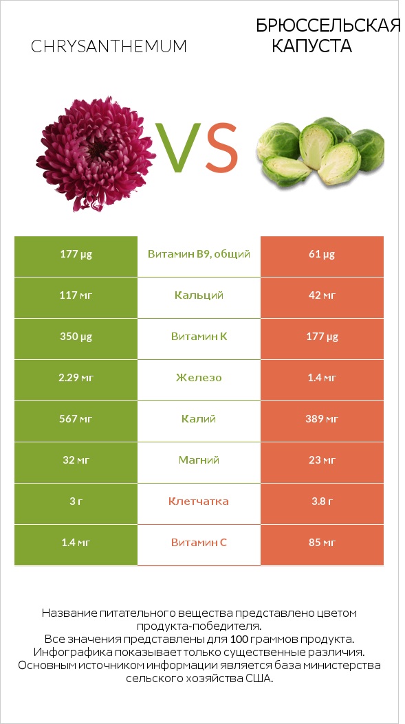 Chrysanthemum vs Брюссельская капуста infographic