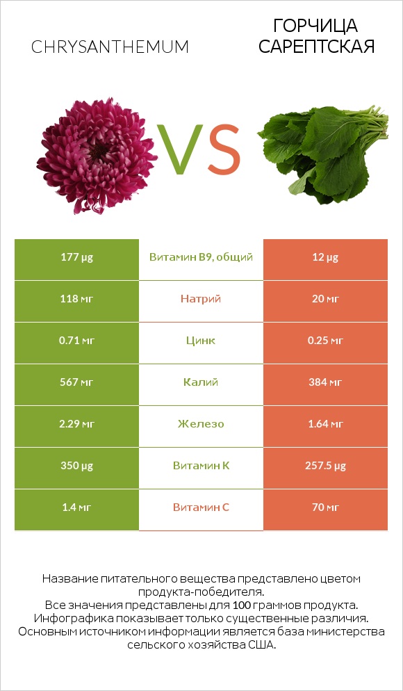 Chrysanthemum vs Горчица сарептская infographic