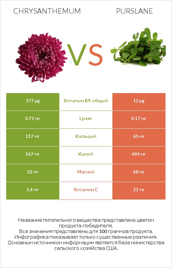 Chrysanthemum vs Purslane infographic