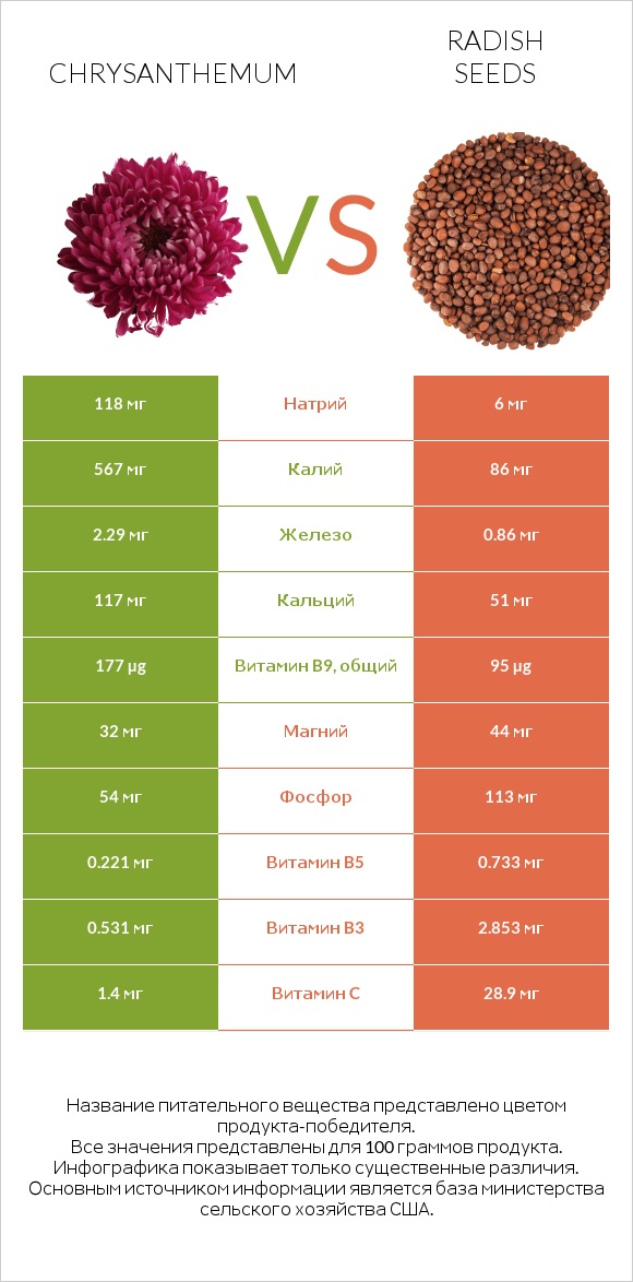 Chrysanthemum vs Radish seeds infographic