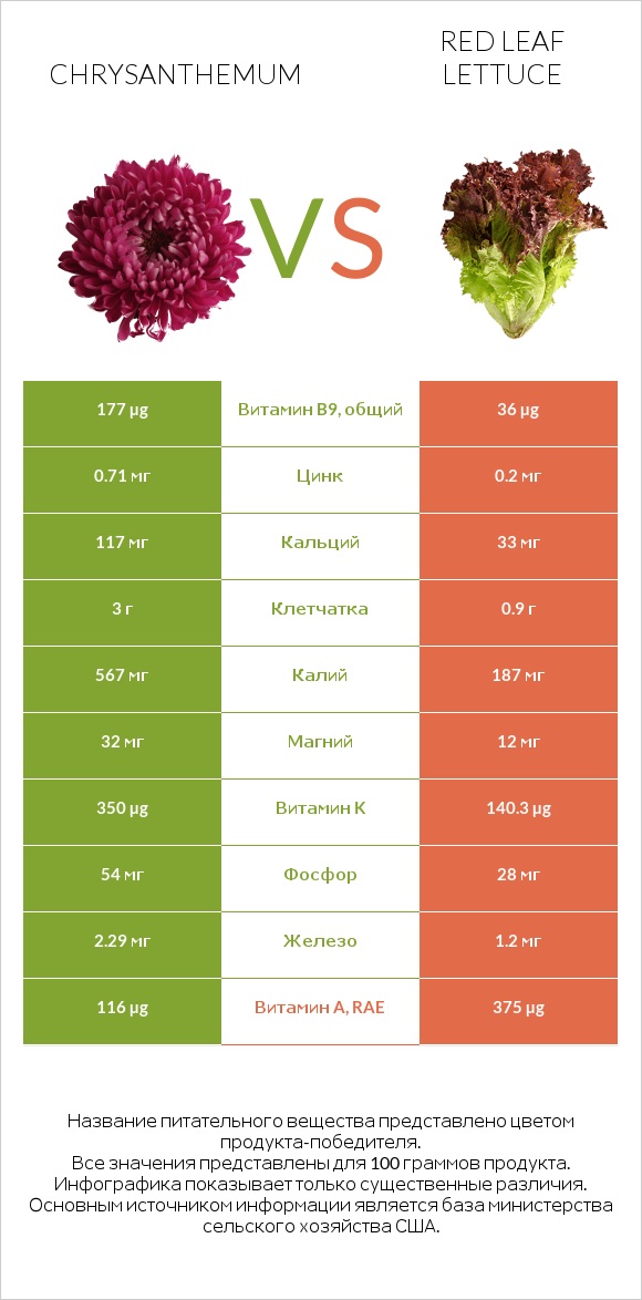 Chrysanthemum vs Red leaf lettuce infographic