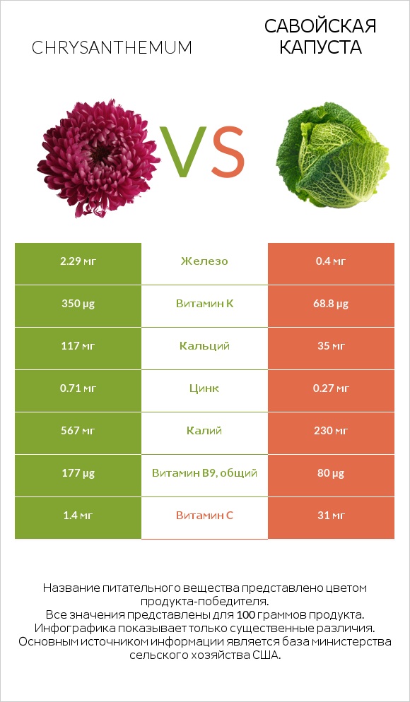 Chrysanthemum vs Савойская капуста infographic