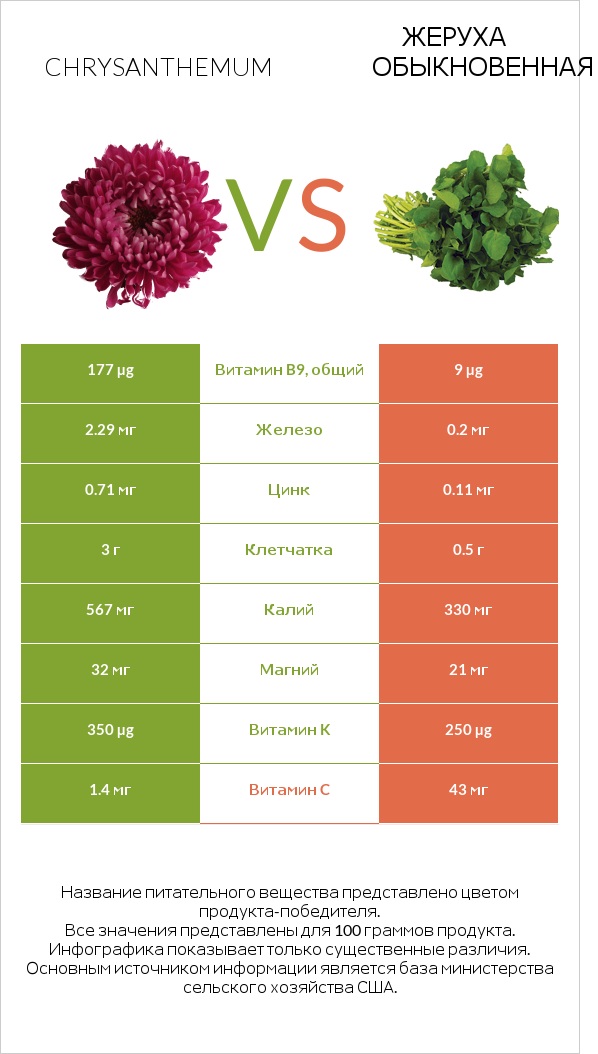 Златоцвет увенчанный (хризантема увенчанная, хризантема овощная, хризантема салатная) vs Жеруха обыкновенная infographic