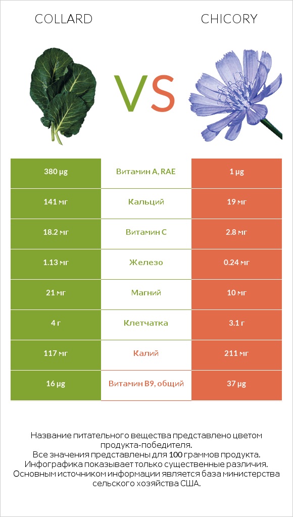 Collard vs Chicory infographic