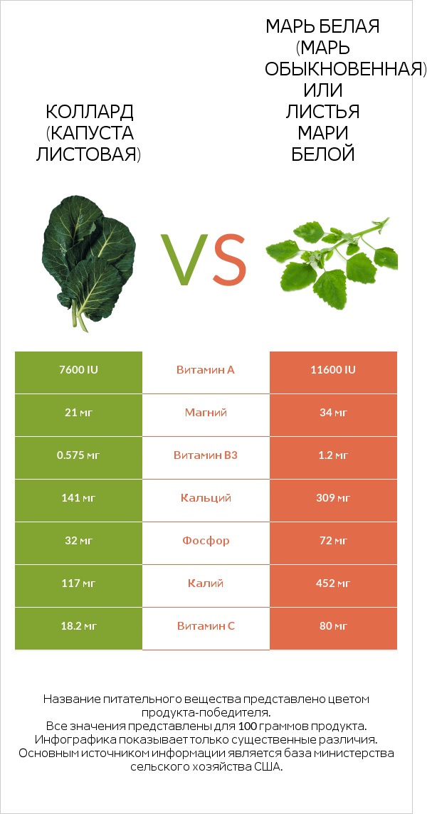 Коллард (капуста листовая) vs Марь белая (Марь обыкновенная) или Листья мари белой infographic