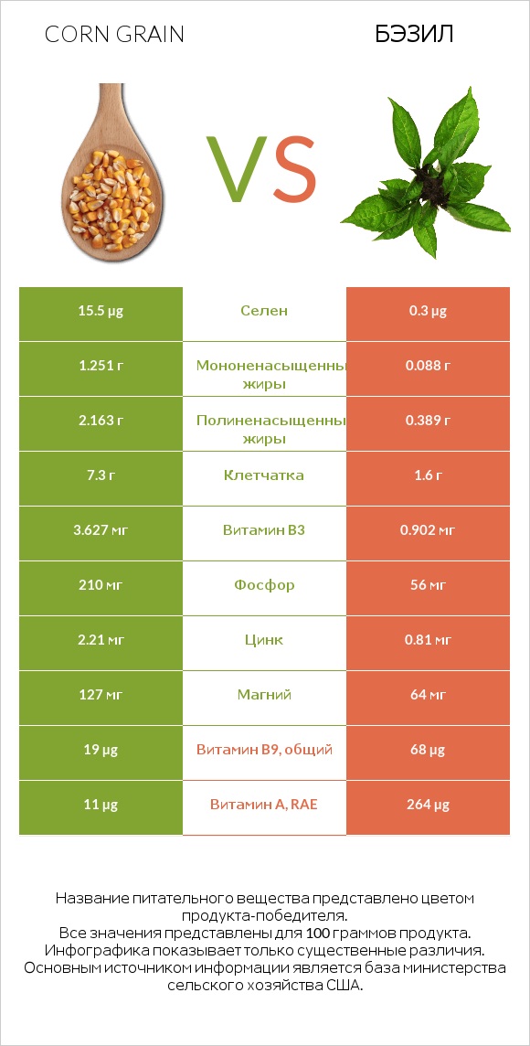 Corn grain vs Бэзил infographic