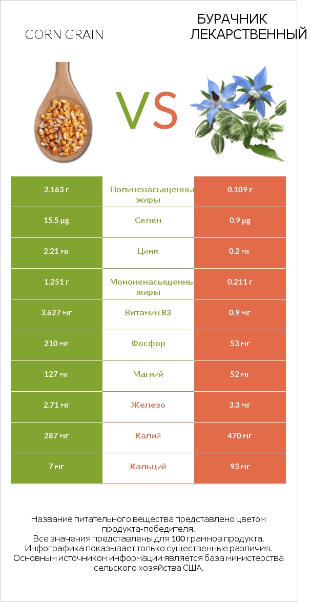 Corn grain vs Бурачник лекарственный infographic