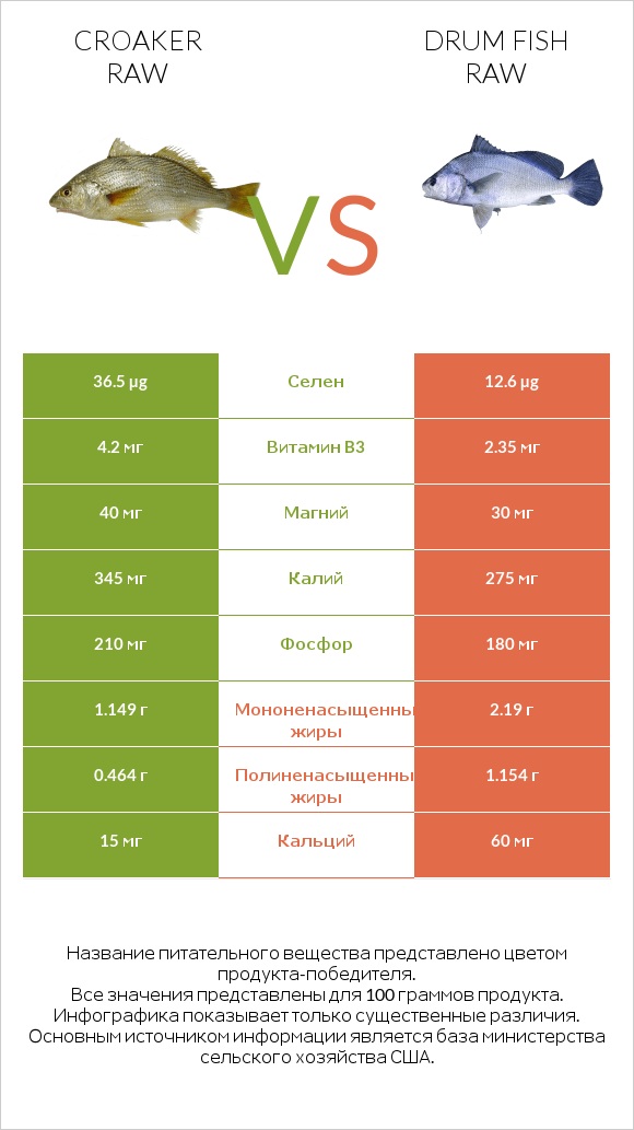 Croaker raw vs Drum fish raw infographic