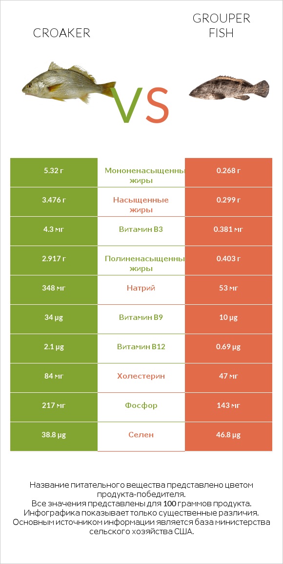 Croaker vs Grouper fish infographic