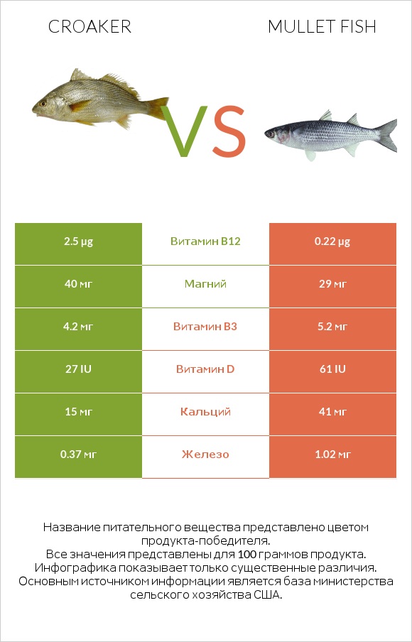 Croaker vs Mullet fish infographic