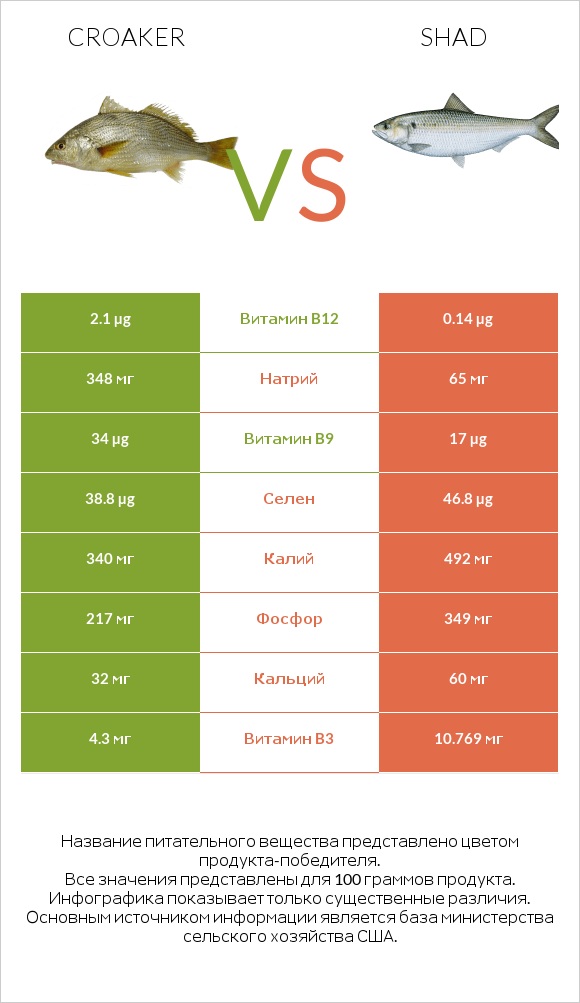 Croaker vs Shad infographic