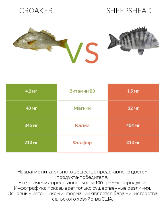 Croaker vs Sheepshead infographic