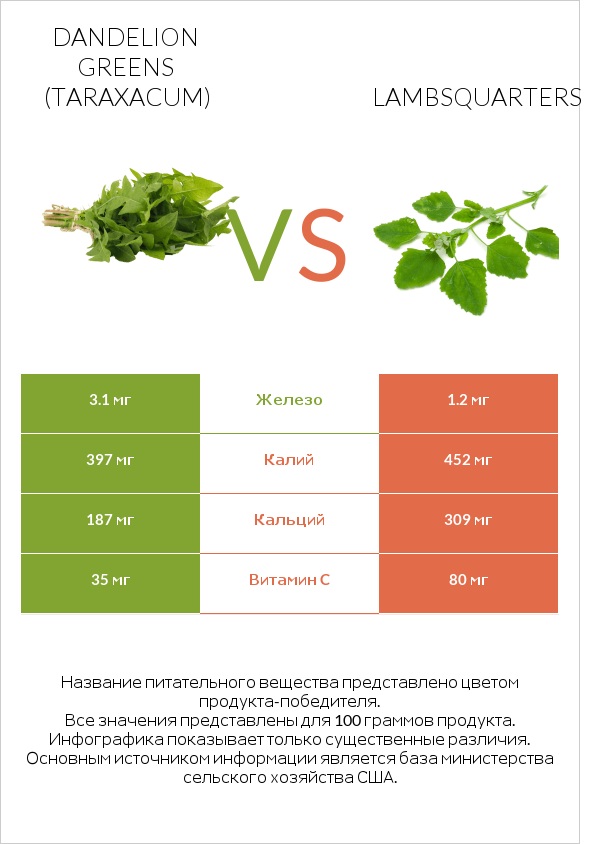 Dandelion greens vs Lambsquarters infographic