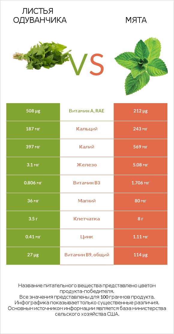 Листья одуванчика vs Мята infographic