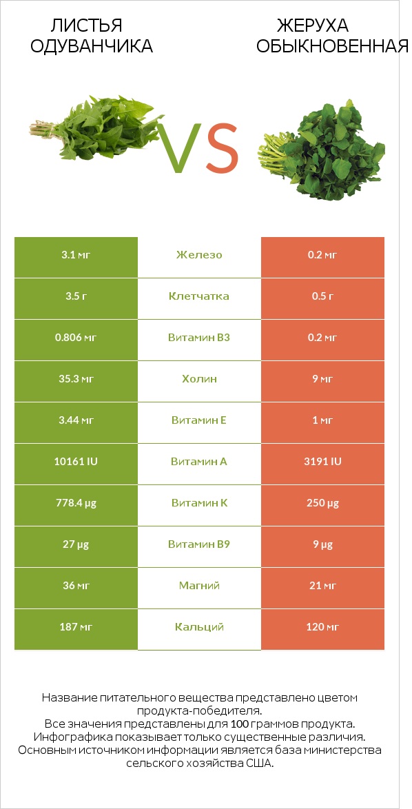 Листья одуванчика vs Жеруха обыкновенная infographic